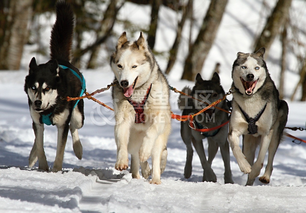 huskies, dogs, race