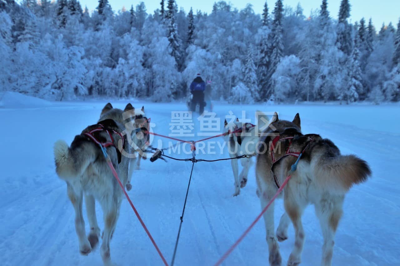 sled, race, snow